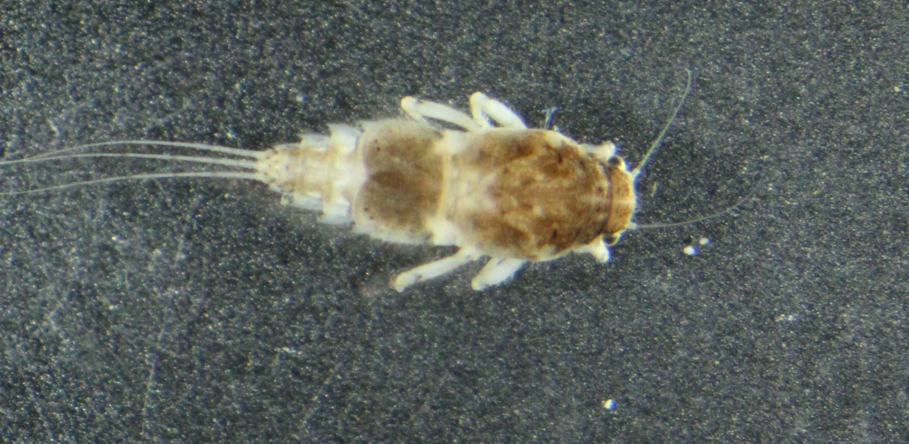 Caenidae